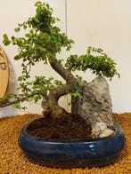 Japanese iep bonsai (Zelkova) - Hoogte (boom): 30 cm -