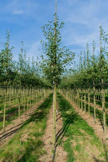 Amelanchier lamarckii hoogstam 8/10