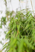 Bamboe Fargesia murieliae Jiuzhaigou Haag 150-175 Kluit, Tuin en Terras