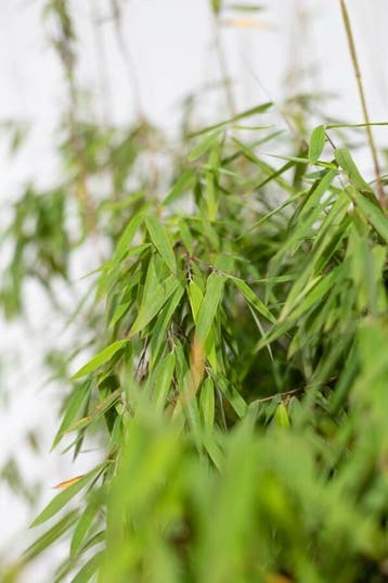 Bamboe Fargesia murieliae Jiuzhaigou Haag 150-175 Kluit, Tuin en Terras