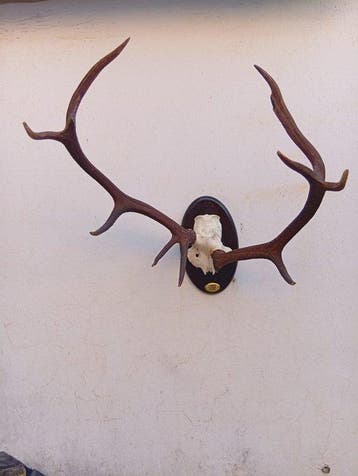 Hert Taxidermie wandmontage - Cervus elaphus hispanicus - 5