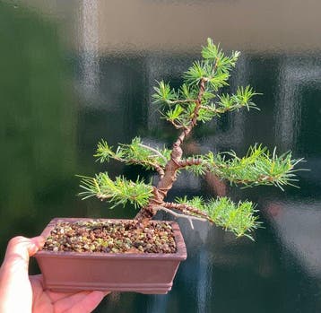 Lariks bonsai (Larix) - Hoogte (boom): 26 cm - Diepte