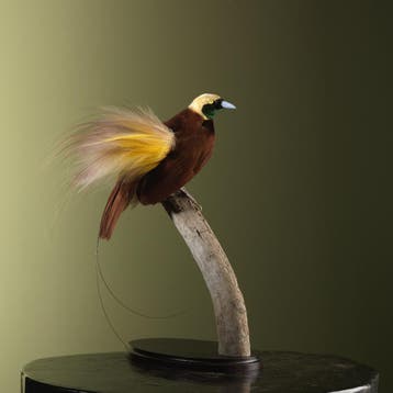Grote Paradijsvogel Taxidermie Opgezette Dieren By Max, Verzamelen, Ophalen of Verzenden, Nieuw, Vogel, Opgezet dier