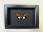 Insekt Taxidermie volledige montage - Gaena Cheni - 10 cm -