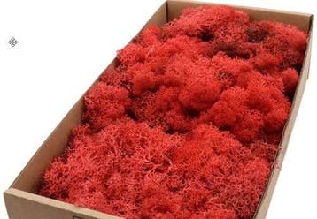 Rendiermos IJslandsmos Finlandsmos Rood 500 gram, Ophalen of Verzenden, Nieuw