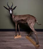 Springbok Zwart Taxidermie Opgezette Dieren By Max, Ophalen of Verzenden, Nieuw, Wild dier, Opgezet dier