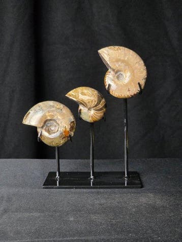 Gefossiliseerd dier - 2 Ammonite Fossils (Cleoniceras) & 1