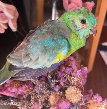 Parkiet Taxidermie volledige montage - parrot red rump - 25