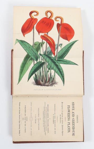 Benjamin Samuel Williams - Choice stove and greenhouse: