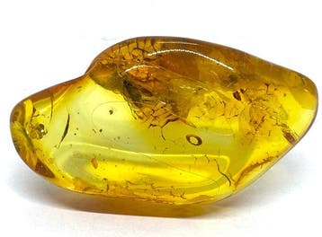 Natuurlijk Baltisch amberstuk met Diptera-inclusie -, Nieuw