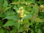 Diervilla sessilifolia / splendens , P17 pot, 40-60 cm, Ophalen of Verzenden, Minder dan 100 cm