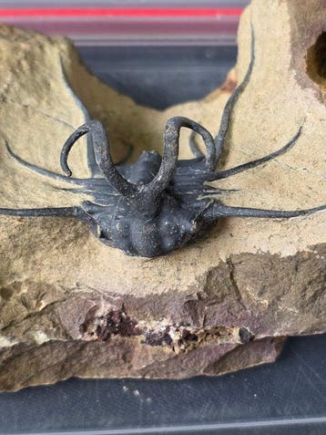 Trilobiet - Gefossiliseerd dier - Dicranurus Trilobite - 12, Verzamelen, Mineralen en Fossielen