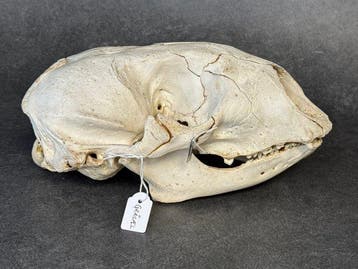 Grijze zeehond Schedel - Halichoerus grypus - 12 cm - 14 cm, Nieuw