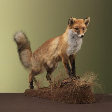 Vos Taxidermie Opgezette Dieren By Max, Verzamelen, Ophalen of Verzenden, Nieuw, Wild dier, Opgezet dier