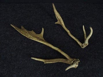 rare abnormal Fallow Buck antlers Schedel - Dama dama - 0 cm, Nieuw