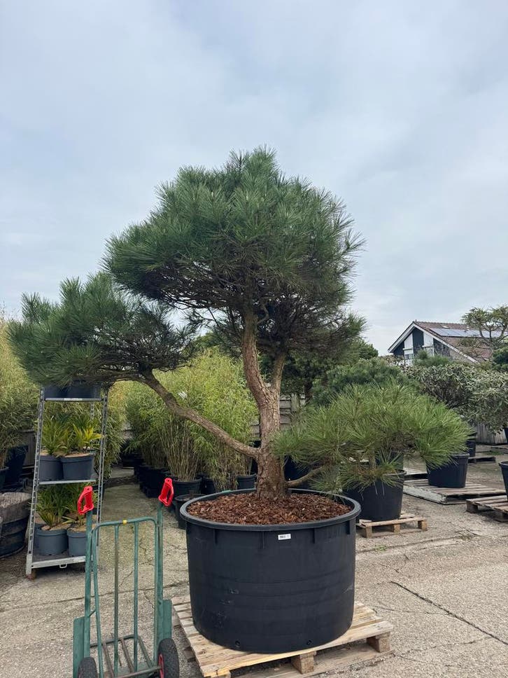 Tuinbonsai: Zondag 31 Mei ook geopend!!, Tuin en Terras, Planten | Bomen, Overige soorten, In pot, 100 tot 250 cm, Bloeit niet