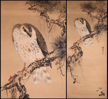 Oude dennenboom en vogel — Een havik die twee mussen op het