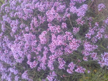 Verbena bonariensis Lollipop , kleinblijvende Ijzerhard, Ophalen of Verzenden, Zomer, Vaste plant, Volle zon