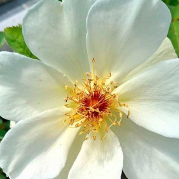 Wilde Rozen Tuincollectie – 3 Planten Roos, Sierplanten, Verzenden, Overige soorten, Struik