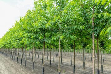 Prunus avium Plena hoogstam 18/20