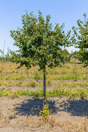 Tilia cordata Green Globe hoogstam