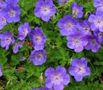 Ooievaarsbek - Geranium Rozanne - Bodembedekker - Geranium, Ophalen of Verzenden, Vaste plant, Bodembedekkers