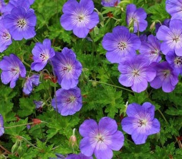 Ooievaarsbek - Geranium Rozanne - Bodembedekker - Geranium, Ophalen of Verzenden, Vaste plant, Bodembedekkers