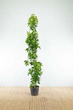 Liquidambar styraciflua Slender Silhouette beveerd 10/12