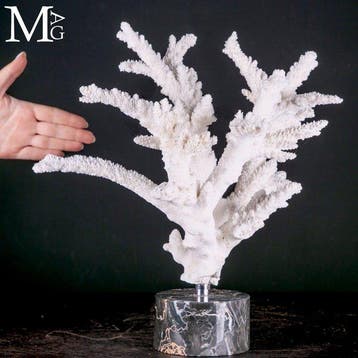 Grote natuurlijke witte Acropora Florida-koraalvertakking, Nieuw