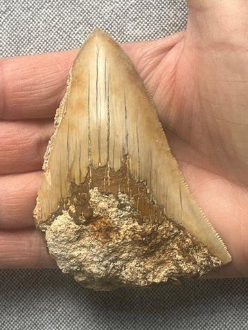 Megalodon tand 9,3 cm - Fossiele tand - Carcharocles
