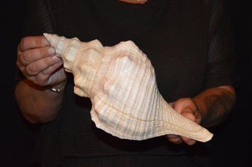 Zeeslak Zeeschelp - S-371 TRIPLOFUSUS GIGANTEUS (Zonder, Verzamelen, Nieuw