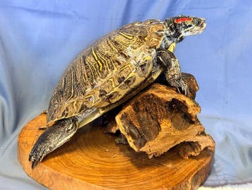Schildpad met rode oren Taxidermie volledige montage -, Nieuw