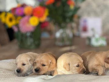 Golden Retriever pups met garantie, Nederland, Parvo, Overige rassen, 8 tot 15 weken
