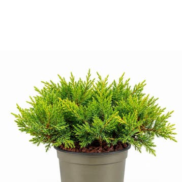 Jeneverbes pfitzeriana `Old Gold` container (P11) Coniferen, Verzenden, Conifeer, Struik