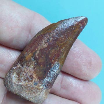 Dinosaurus - Fossiele tand - Carcharodontosaurus sp. - 57 mm