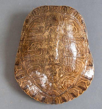 Rivierschildpad Pantser - Trachemys scripta elegans - 18 cm, Verzamelen, Dierenverzamelingen, Nieuw
