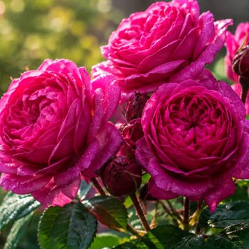 Rosa Eufemia Roos, Sierplanten, Raskleur, Verzenden, Overige soorten, Struik
