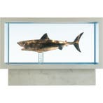 Jaws Maquette 1/18 Jaws Bronze 60 cm, Verzamelen, Ophalen of Verzenden, Nieuw