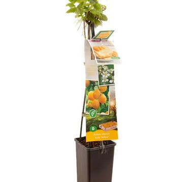 Framboos TwoTimer® Sugana Yellow® container (P11) Wit, Verzenden