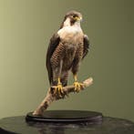 Slechtvalk Taxidermie Opgezette Dieren By Max, Ophalen of Verzenden, Nieuw, Vogel, Opgezet dier