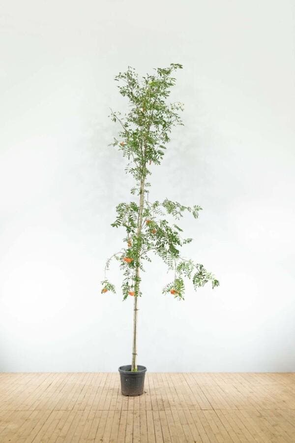 Sorbus aucuparia var. edulis hoogstam, Tuin en Terras, Planten | Tuinplanten