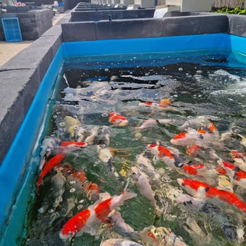 Veel keuze in koi in Wintelre | SALE TOT 50%, Karper of Koi