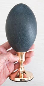Emoe Ei - Dromaius novaehollandiae - 20 cm - 0 cm - 0 cm, Nieuw