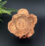 Zeldzame decoratieve stromatoliet – geschatte miljarden