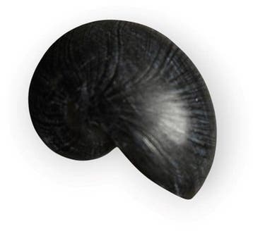 Nautilus schelp Resin Zwart 5x8x5 cm per stuk, Ophalen of Verzenden, Nieuw