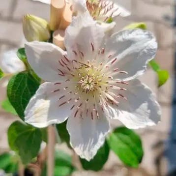 Clematis Destiny container (C2) Sierplanten, Wit, Verzenden, Overige soorten