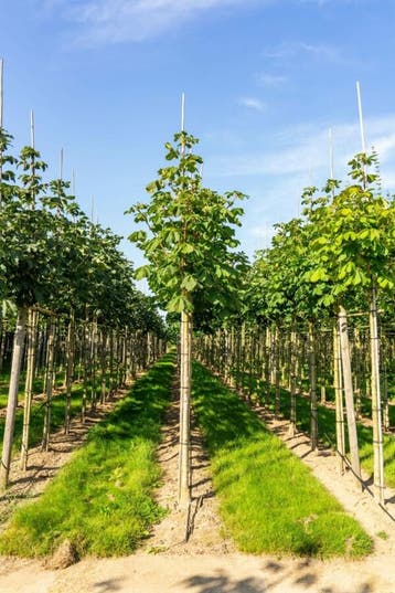 Aesculus hippocastanum Baumannii hoogstam