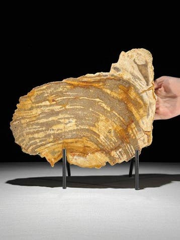 Prachtige plak versteend hout op een maatwerk standaard. -