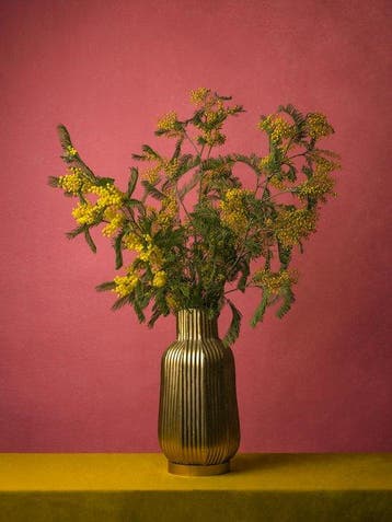 Tessa Posthuma de Boer - Mimosa #4, Antiek en Kunst