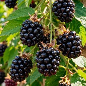 Braam ‘Black Satin’ lichtroze, Wit, Tuin en Terras, Verzenden